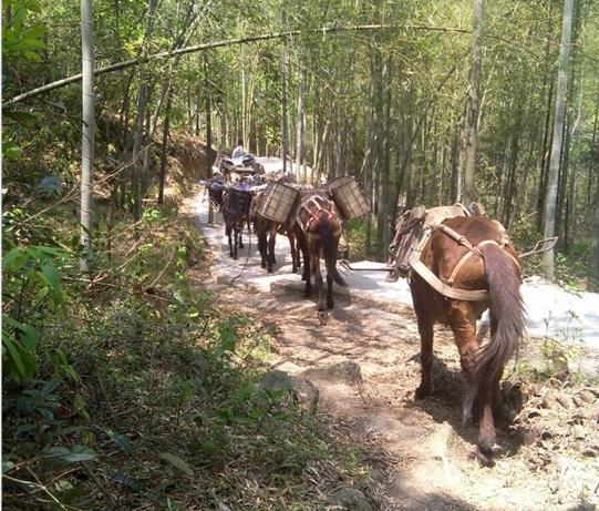 佛山马帮运输电话
