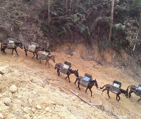 佛山山路马帮运输