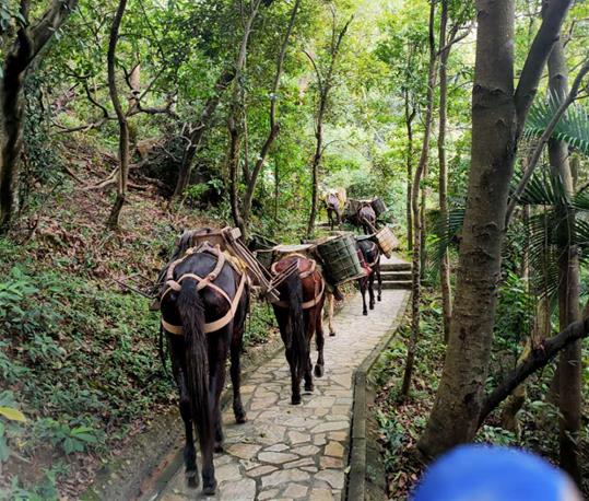 佛山马队运输电话