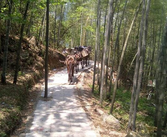 佛山马队运输公司