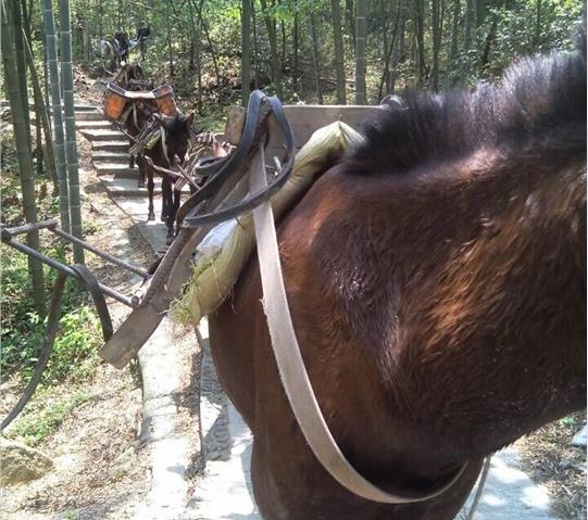 佛山骡马队运输