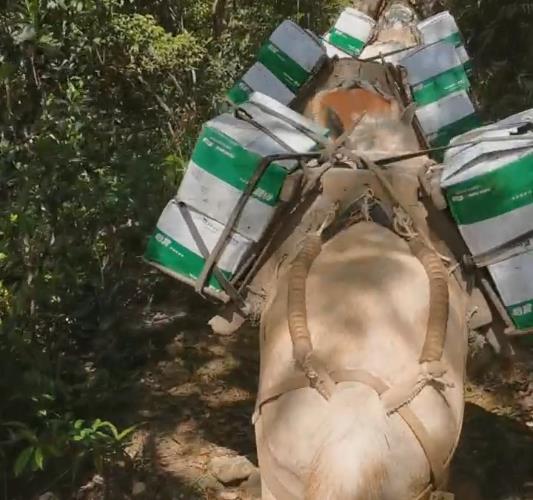 佛山骡马山路运输