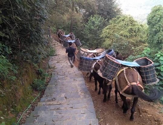 佛山骡马运输电话