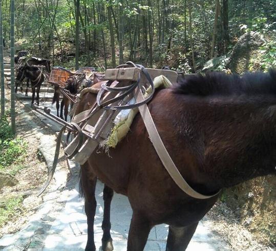 佛山山路骡马运输