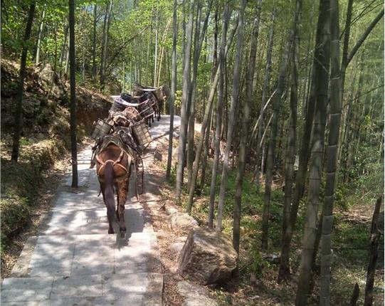 佛山山区骡马运输