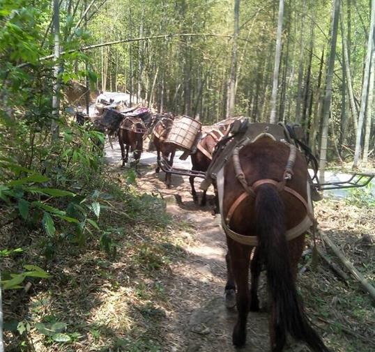 佛山骡马运输公司