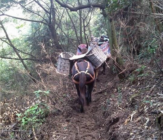 佛山马帮运输公司