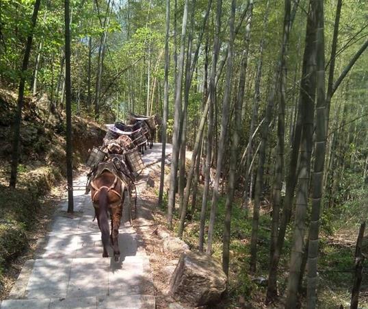 佛山山路马队运输